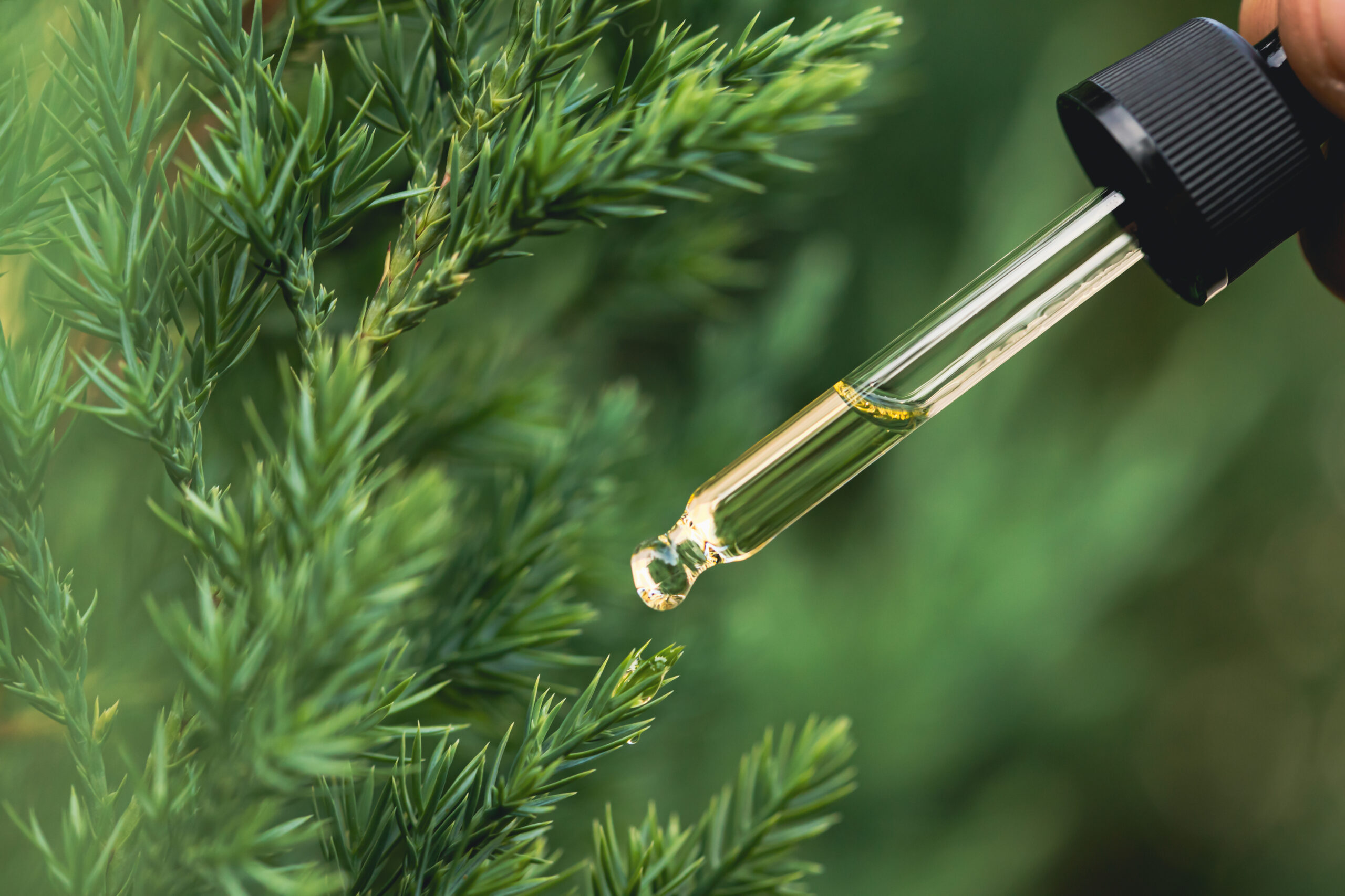 Pipette with essential liquid of pine Pine essential oil dripping from pipette. Aromatherapy, spa, massage concept.