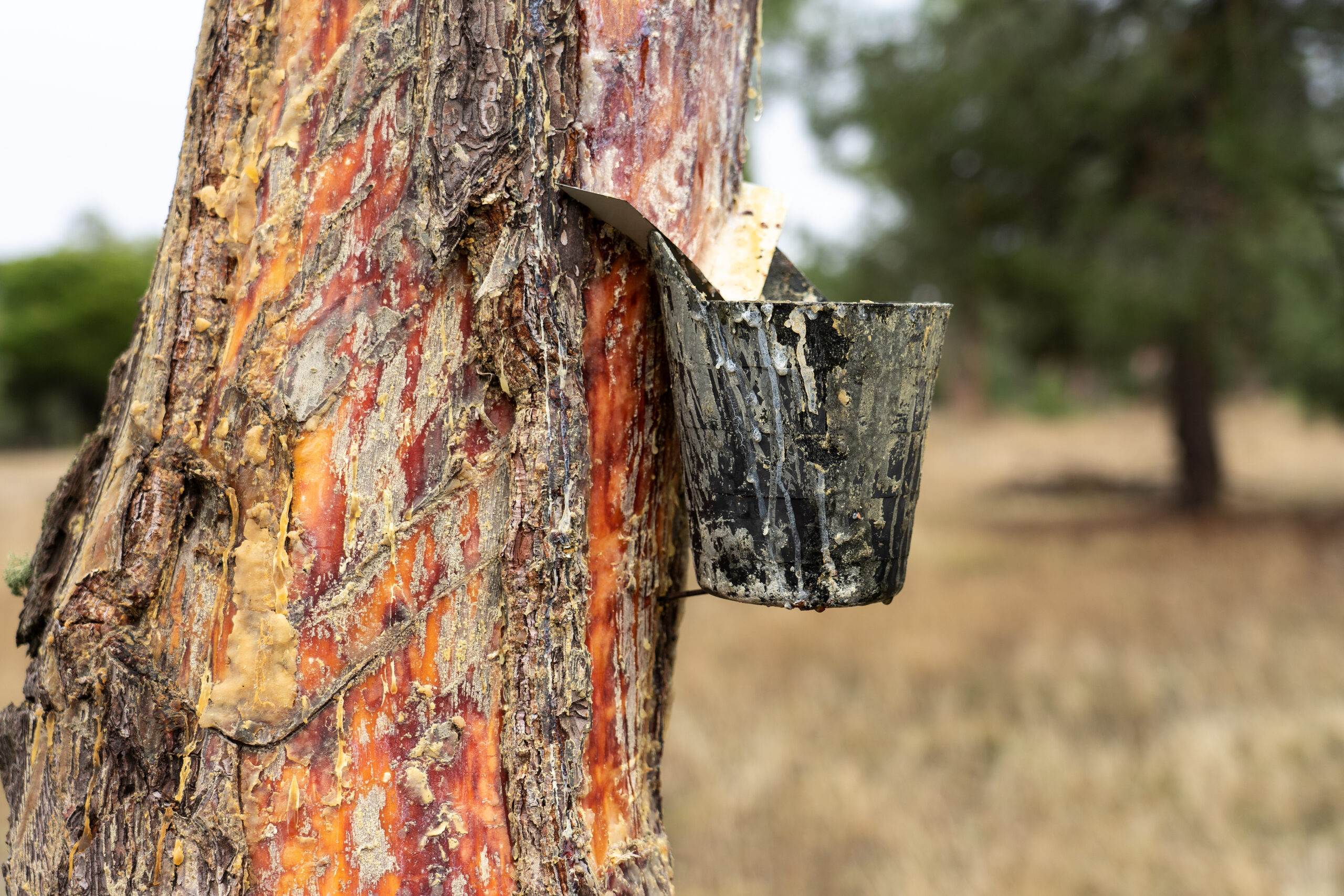 Resin extraction in a resin pine forest The resin extraction in a resin pine forest