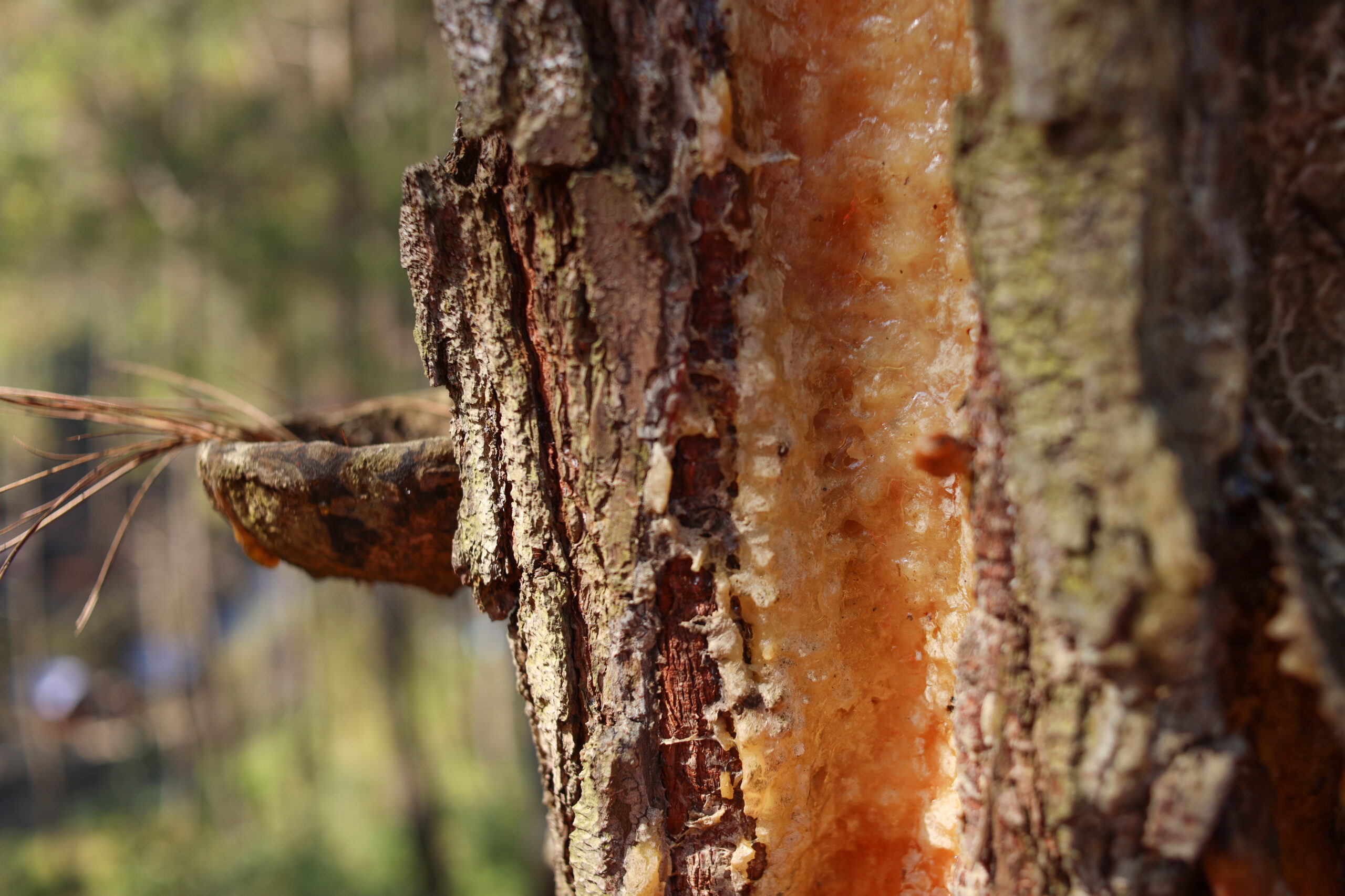 tree-bark-2025-03-14-23-22-47-utc tree-bark-2025-03-14-23-22-47-utc