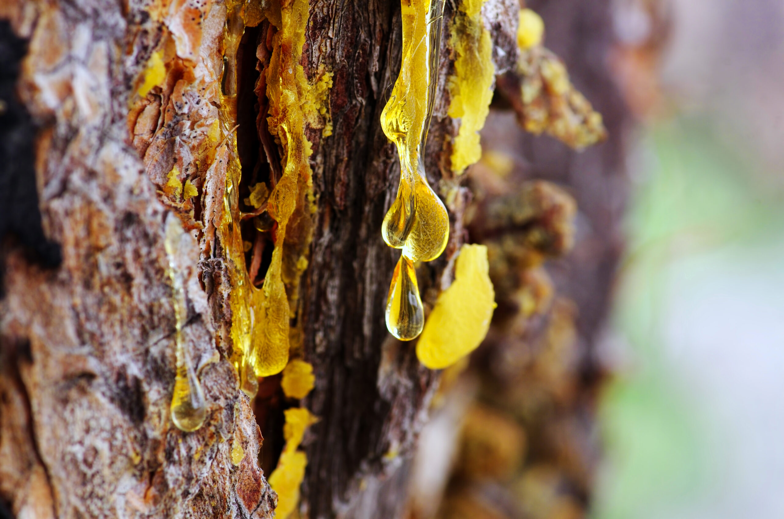 Yellow amber drop of resin close-up on a conifer tree Yellow amber drop of resin close-up on a coniferous tree, natural phenomenon background