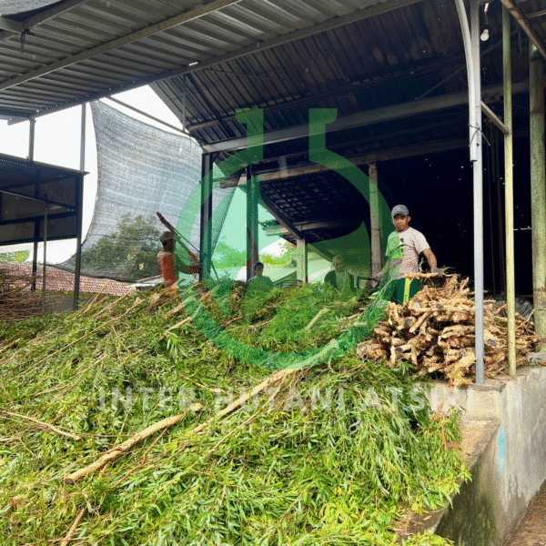 Cajuputi oil - PT Inter Hutani Atsiri 1