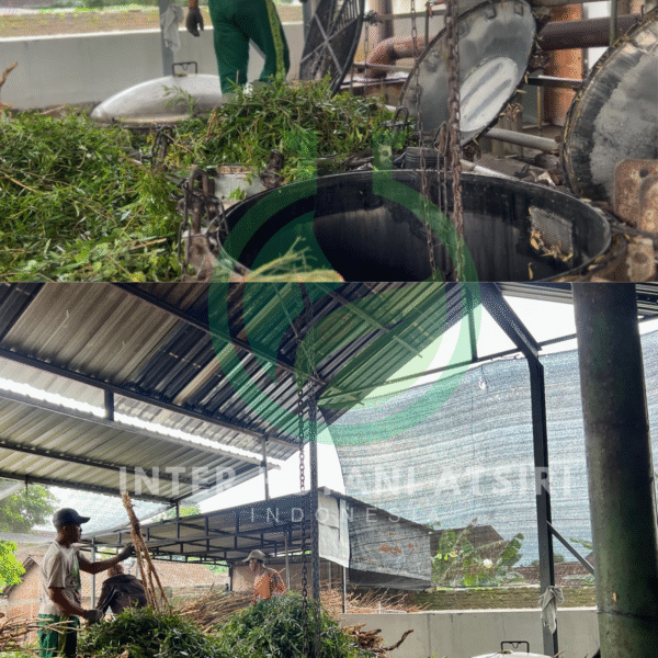 Cajuputi oil - PT Inter Hutani Atsiri 2